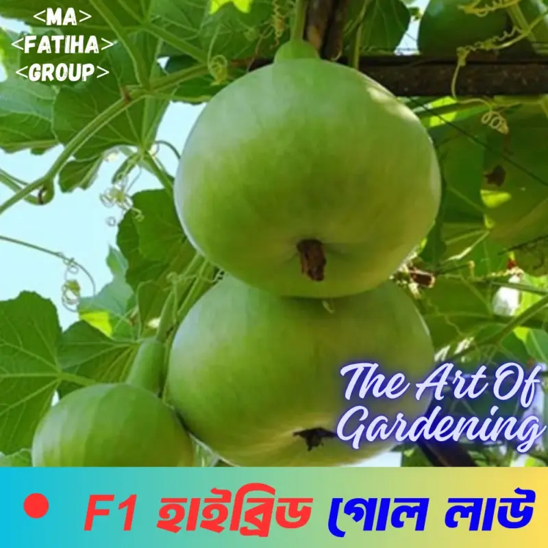 F1 হাইব্রিড হাইব্রিড লাউ বীজ মিনি প্যাকেট