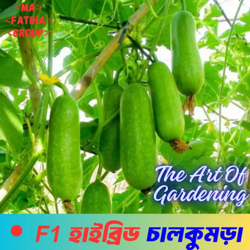 F1 হাইব্রিড হাইব্রিড চালকুমড়া  বীজের মিনি প্যাকেট