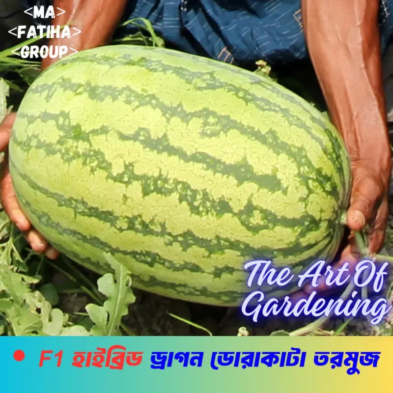 F1 হাইব্রিড ড্রাগন ডোরাকাটা তরমুজ ৫ গ্রাম বীজের ইন্টেক প্যাকেট