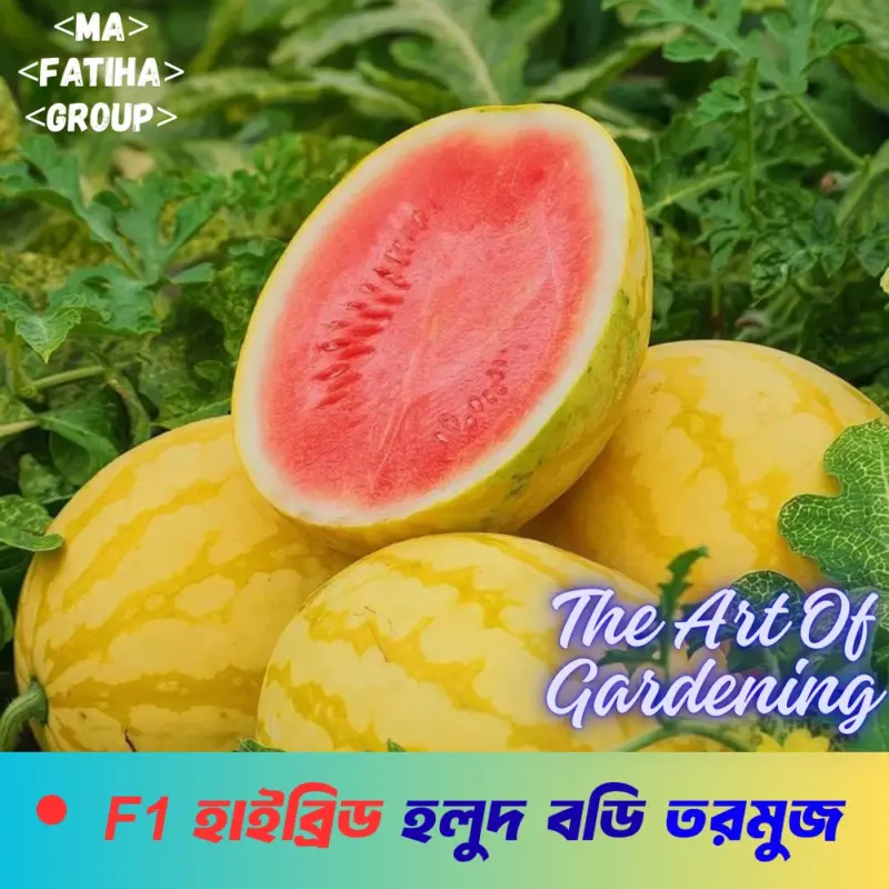 F1 হাইব্রিড হলুদ বডি তরমুজ ৫ গ্রাম বীজের ইন্টেক প্যাকেট