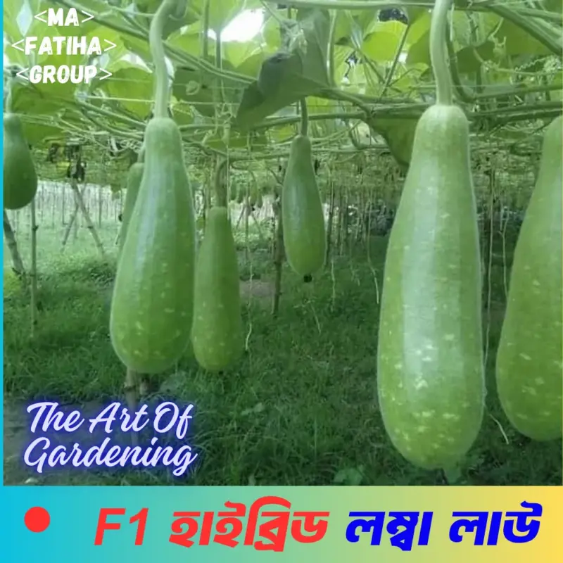 F1 হাইব্রিড হাইব্রিড লম্বা লাউ বীজ মিনি প্যাকেট