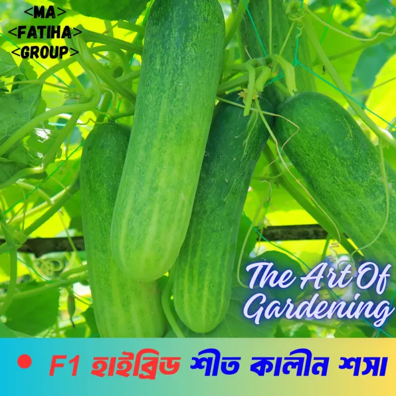 F1 হাইব্রিড শীতকালীন শসা  বীজের মিনি প্যাকেট