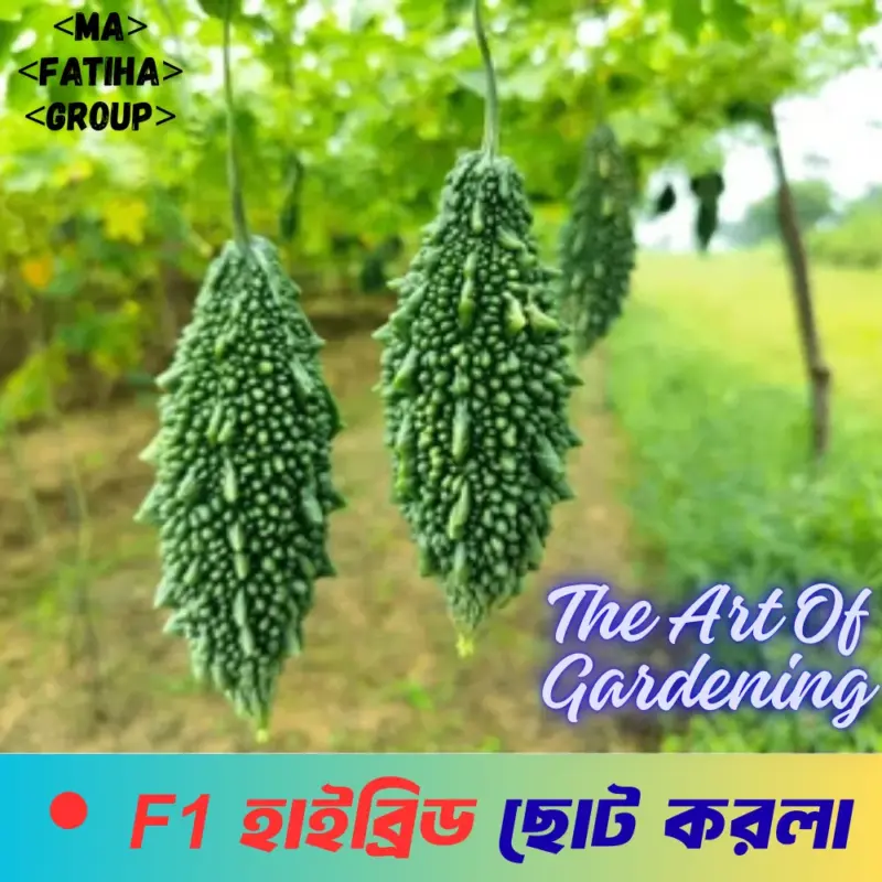 F1 হাইব্রিড ছোট করলা বীজ ১০ গ্রামের ইন্টেক প্যাকেট