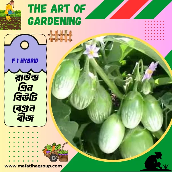 F 1 Hybrid  রাউন্ড গ্রিন বিউটি বেগুন  বীজ এর মিনি প্যাকেট ( ছোট বাগানীদের জন্য )