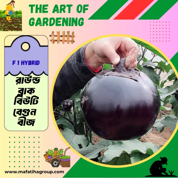 F 1 Hybrid  রাউন্ড ব্লাক বিউটি বেগুন  বীজ এর মিনি প্যাকেট ( ছোট বাগানীদের জন্য )