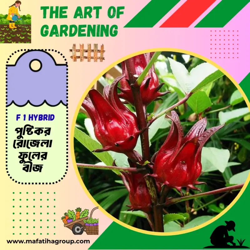 অত্যন্ত পুষ্টিকর ও স্বাস্থ্যকর চা বা পানীয়গুলোর মধ্যে অন্যতম রোজেলা চা । থাই জাতের রোজেলা ফুল  বীজ এর ইন্টেক প্যাকেট