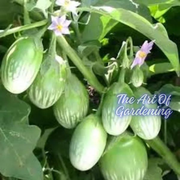 F 1 Hybrid রাউন্ড গ্রিন বিউটি বেগুন বীজ এর ইন্টেক প্যাকেট - Image 6