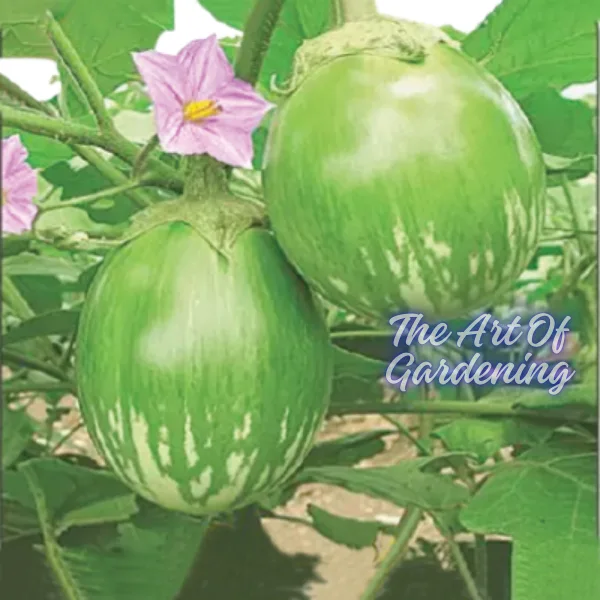 F 1 Hybrid রাউন্ড গ্রিন বিউটি বেগুন বীজ এর ইন্টেক প্যাকেট - Image 5