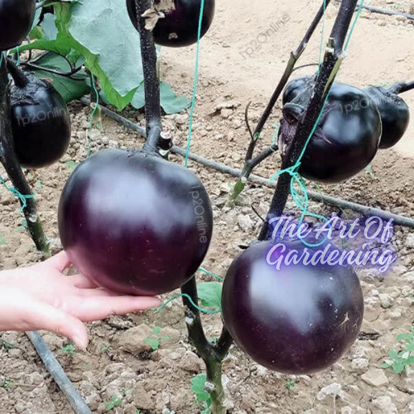 F 1 Hybrid রাউন্ড ব্লাক বিউটি বেগুন ও গ্রিন বিউটি বেগুন বীজ এর ইন্টেক ২ টি প্যাকেটের কম্বো - Image 7