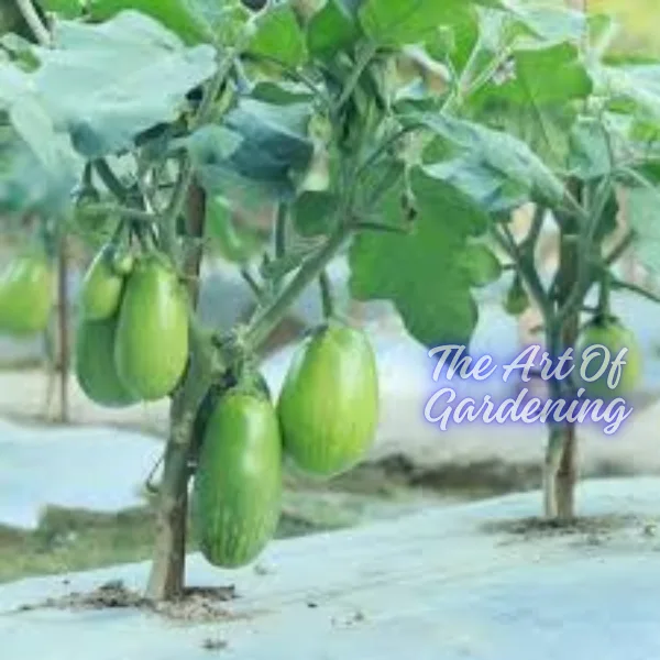 F 1 Hybrid রাউন্ড গ্রিন বিউটি বেগুন বীজ এর ইন্টেক প্যাকেট - Image 4