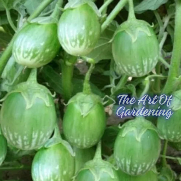 F 1 Hybrid রাউন্ড গ্রিন বিউটি বেগুন বীজ এর ইন্টেক প্যাকেট - Image 3