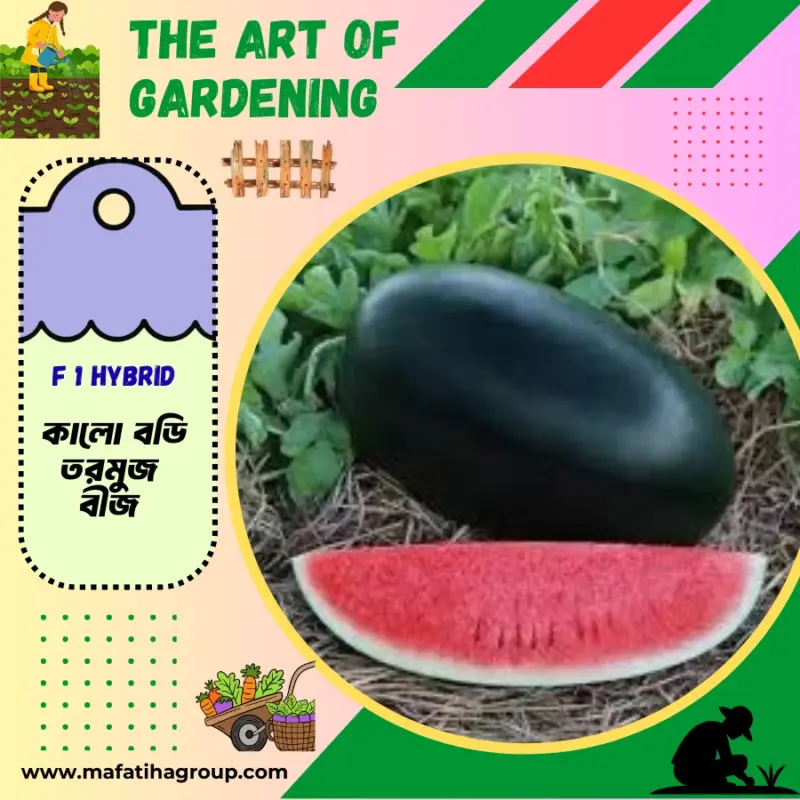 থাই জাতের F 1 Hybrid ব্লাক বডি তরমুজ বীজ এর ইন্টেক প্যাকেট