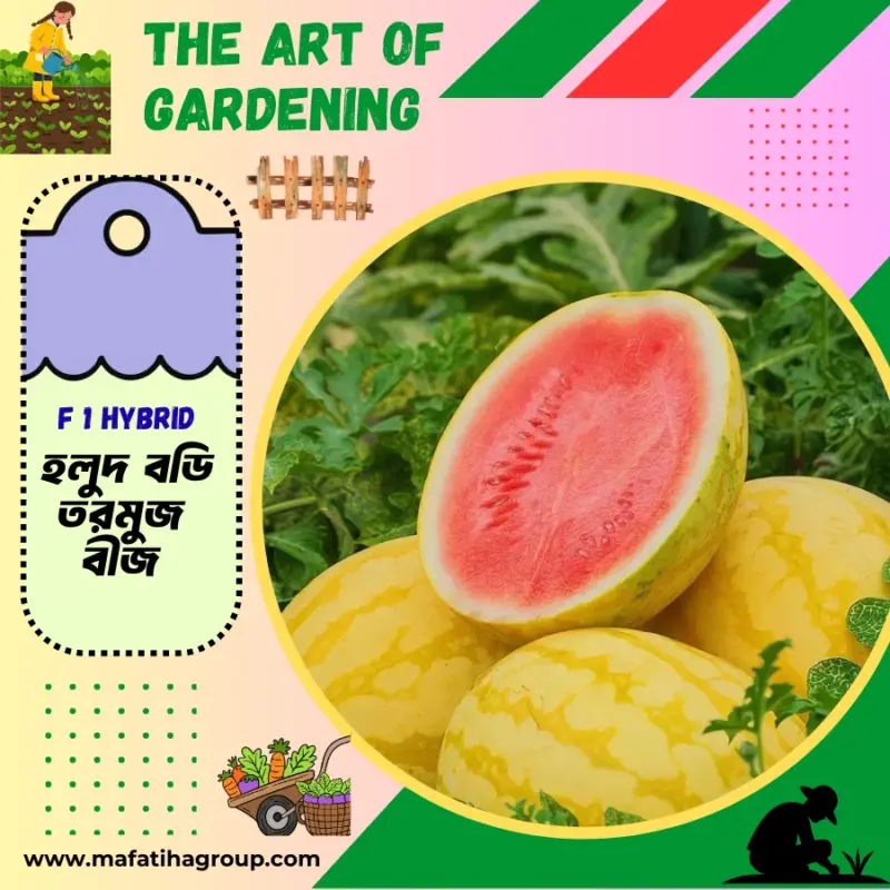 ভিয়েতনামিজ জাতের F 1 Hybrid হলুদ বডি তরমুজ বীজ ইন্টেক প্যাকেট