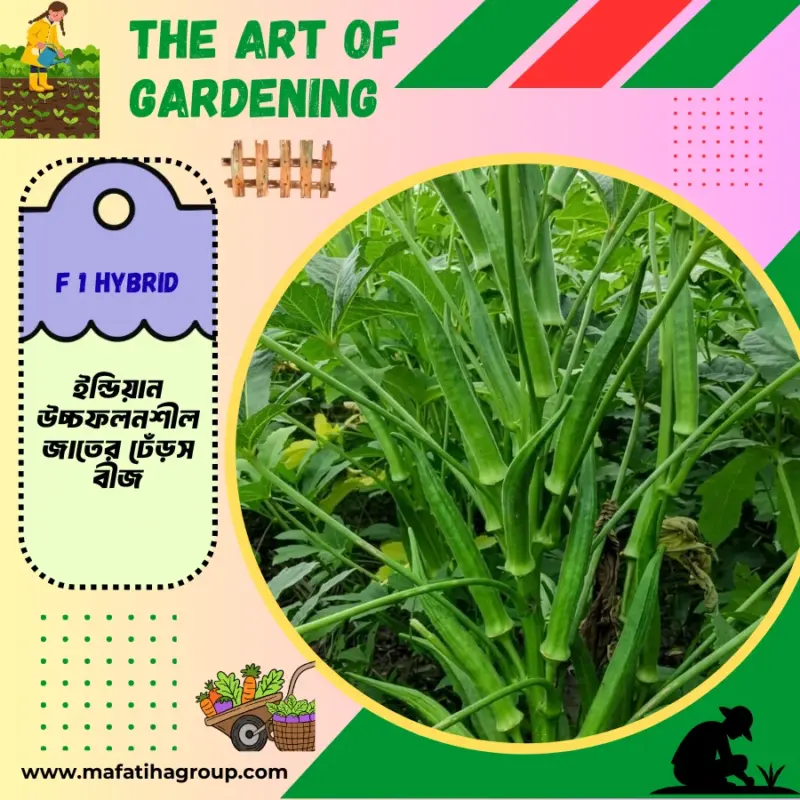 ইন্ডিয়ান উচ্চফলনশীল F1 হাইব্রিড জাতের ঢেঁড়স বীজ এর ইন্টেক প্যাকেট