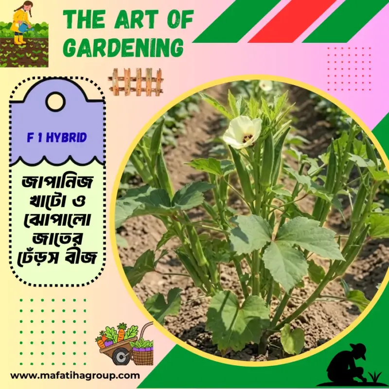 জাপানিজ খাটো ও ঝোপালো জাতের ঢেঁড়স বীজ এর ইন্টেক প্যাকেট