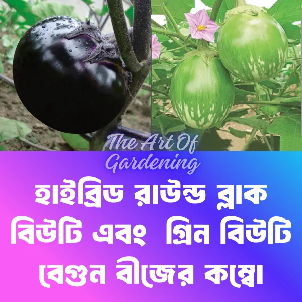 F 1 Hybrid  রাউন্ড ব্লাক বিউটি বেগুন ও গ্রিন বিউটি বেগুন বীজ এর ইন্টেক ২ টি প্যাকেটের কম্বো