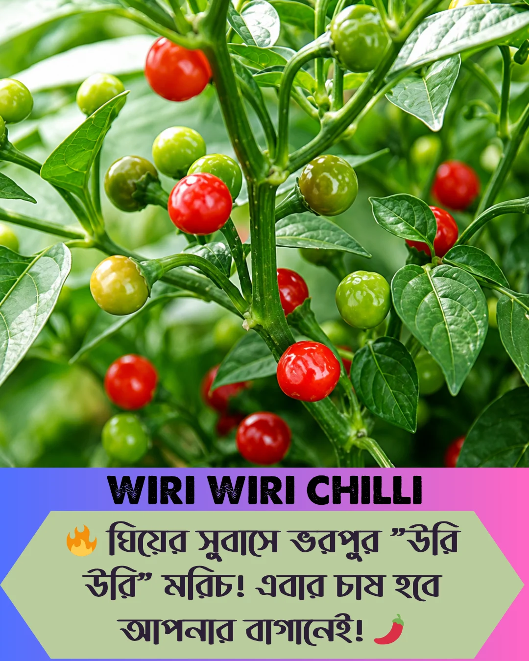 ১০০% অরিজিনাল , ঘি ঘ্রাণযুক্ত "উরি উরি" মরিচ বীজের ইন্টেক প্যাকেট + গাইড লাইন+ গিফট - Image 2