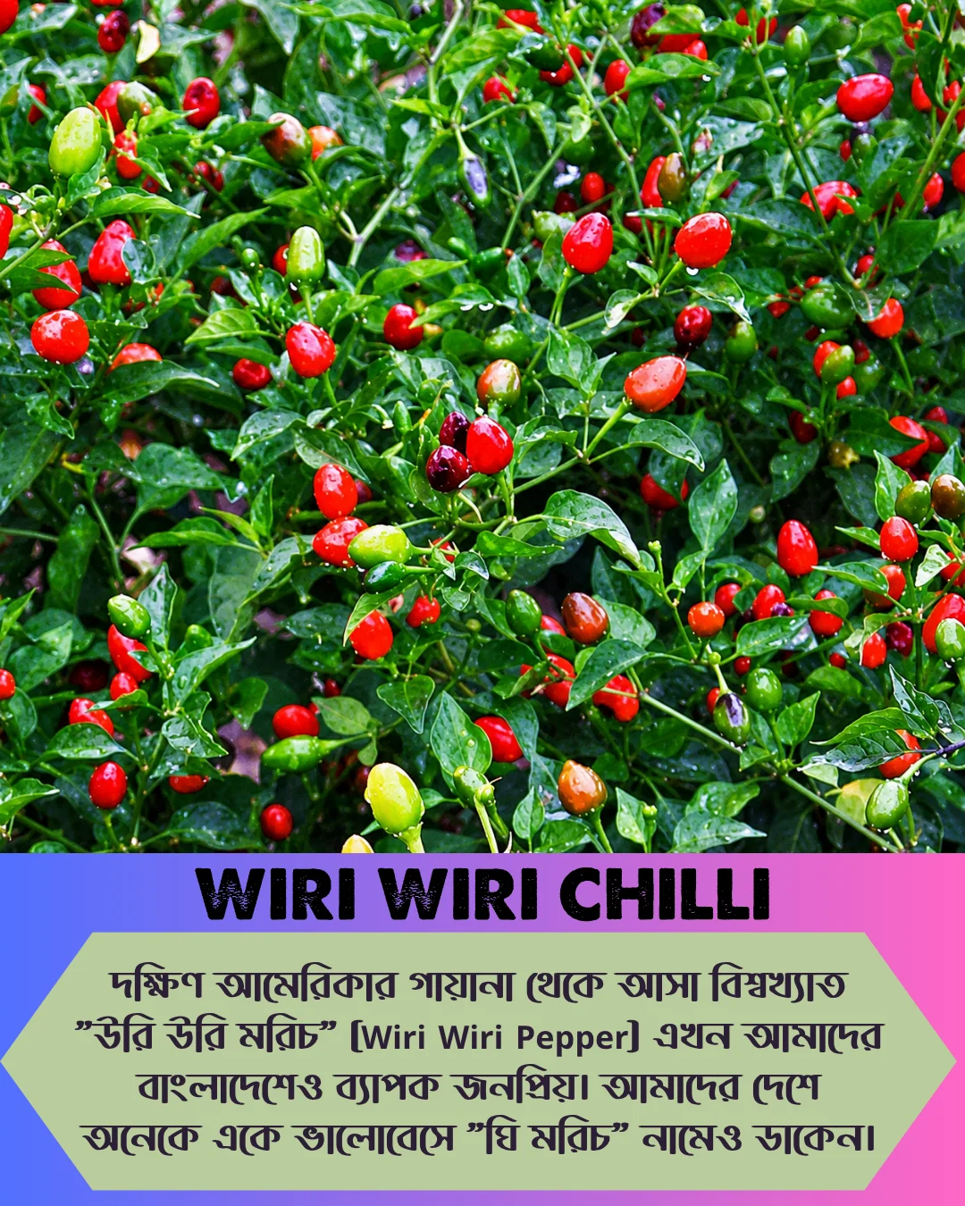 ১০০% অরিজিনাল , ঘি ঘ্রাণযুক্ত "উরি উরি" মরিচ বীজের ইন্টেক প্যাকেট + গাইড লাইন+ গিফট - Image 3