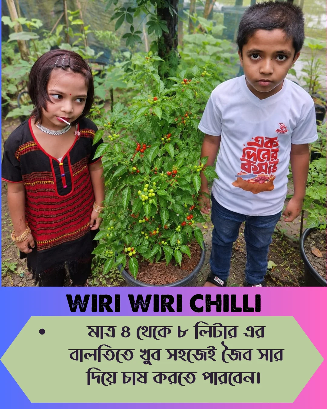 ১০০% অরিজিনাল , ঘি ঘ্রাণযুক্ত "উরি উরি" মরিচ বীজের ইন্টেক প্যাকেট + গাইড লাইন+ গিফট - Image 4