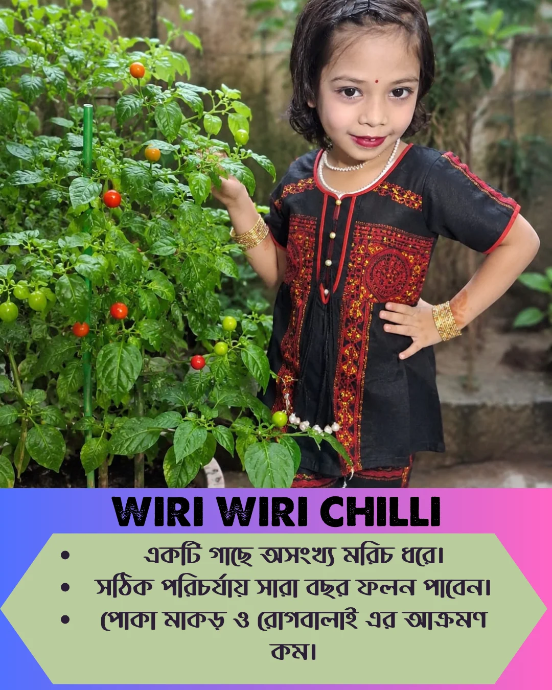 ১০০% অরিজিনাল , ঘি ঘ্রাণযুক্ত "উরি উরি" মরিচ বীজের ইন্টেক প্যাকেট + গাইড লাইন+ গিফট - Image 5