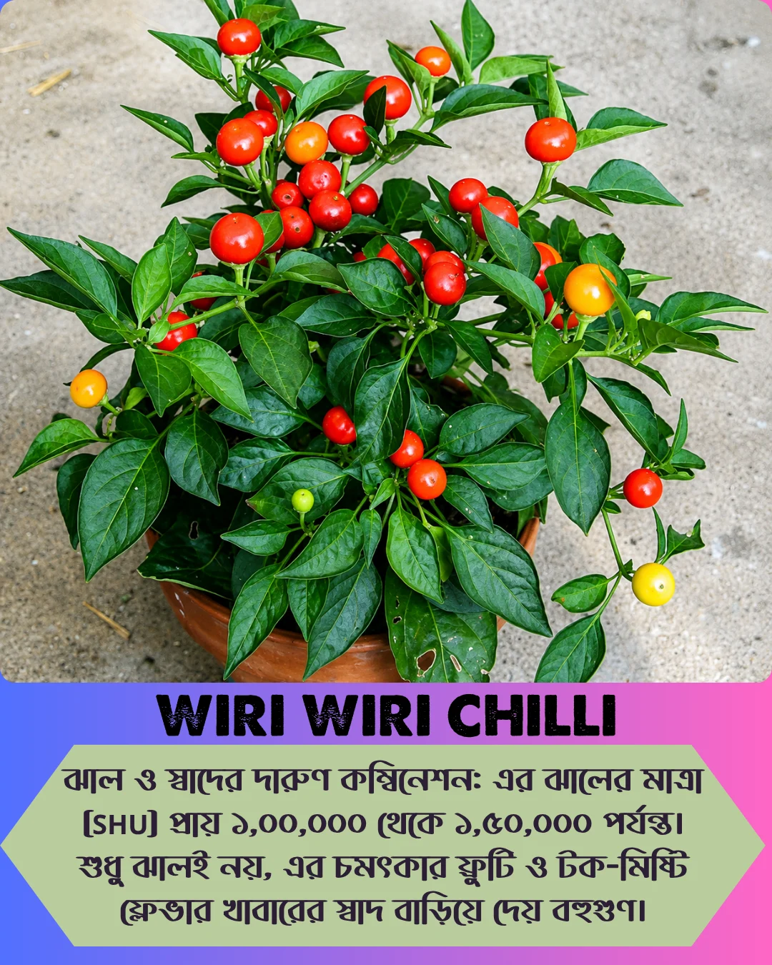 ১০০% অরিজিনাল , ঘি ঘ্রাণযুক্ত "উরি উরি" মরিচ বীজের ইন্টেক প্যাকেট + গাইড লাইন+ গিফট - Image 6