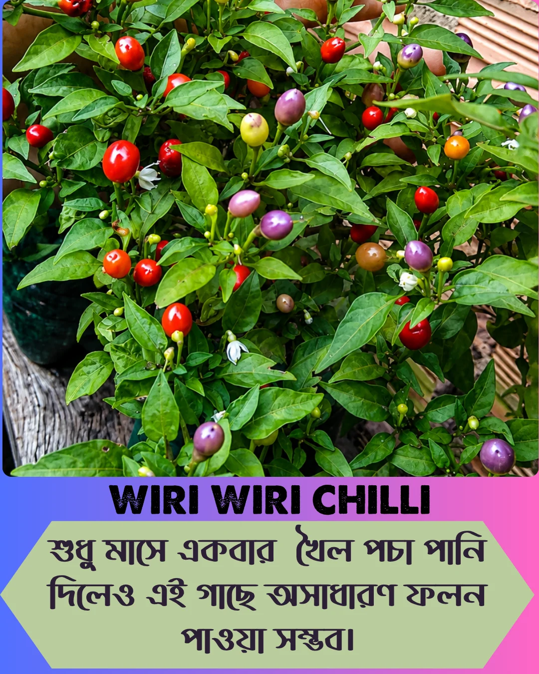 ১০০% অরিজিনাল , ঘি ঘ্রাণযুক্ত "উরি উরি" মরিচ বীজের ইন্টেক প্যাকেট + গাইড লাইন+ গিফট - Image 7