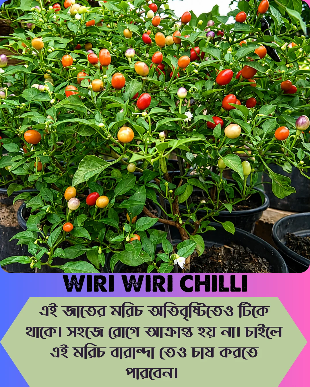 ১০০% অরিজিনাল , ঘি ঘ্রাণযুক্ত "উরি উরি" মরিচ বীজের ইন্টেক প্যাকেট + গাইড লাইন+ গিফট - Image 8