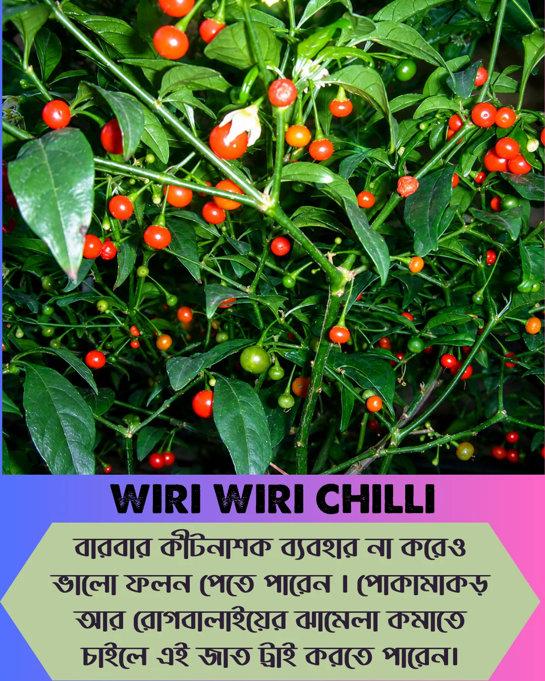 ১০০% অরিজিনাল , ঘি ঘ্রাণযুক্ত "উরি উরি" মরিচ বীজের ইন্টেক প্যাকেট + গাইড লাইন+ গিফট - Image 9