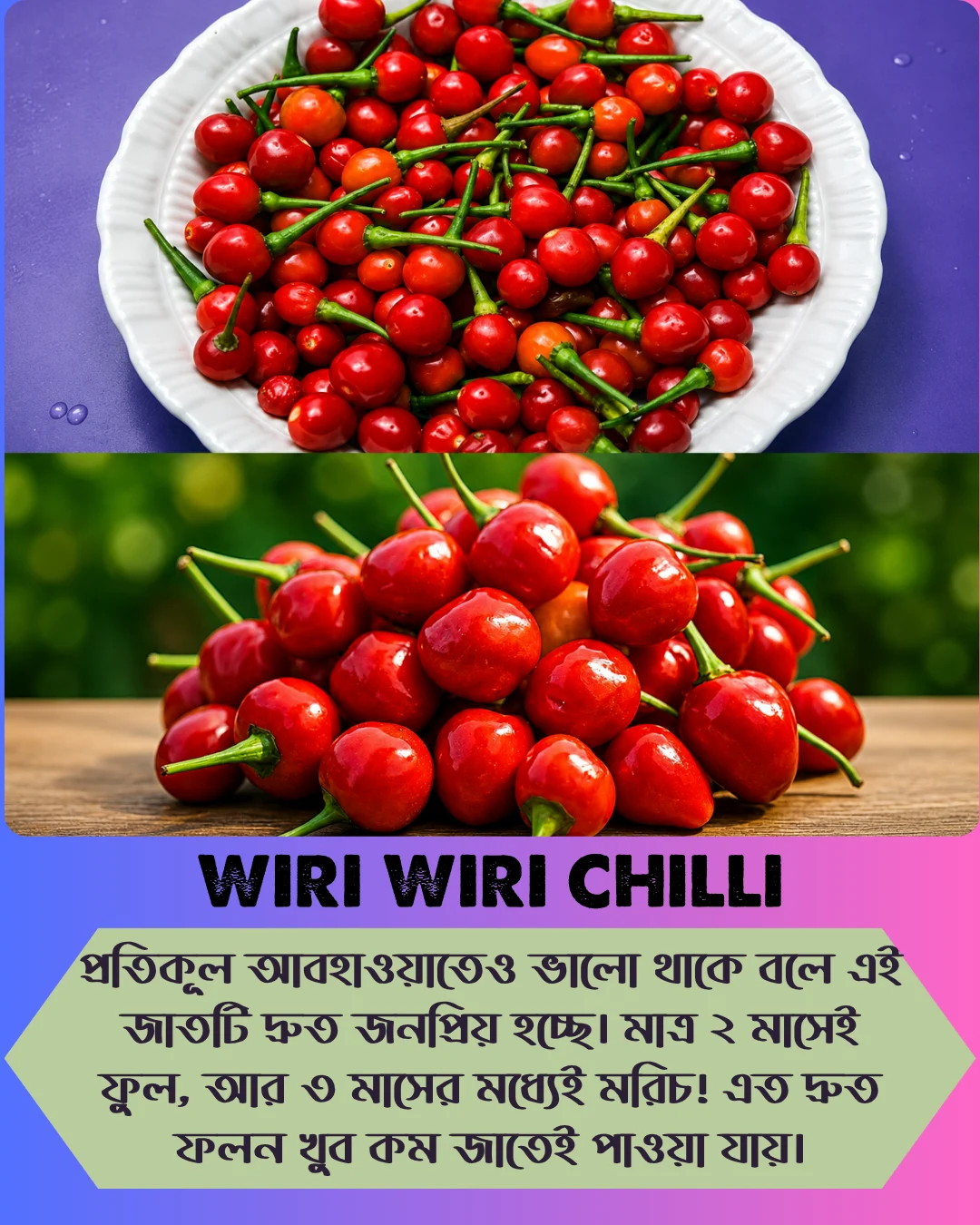 ১০০% অরিজিনাল , ঘি ঘ্রাণযুক্ত "উরি উরি" মরিচ বীজের ইন্টেক প্যাকেট + গাইড লাইন+ গিফট - Image 10