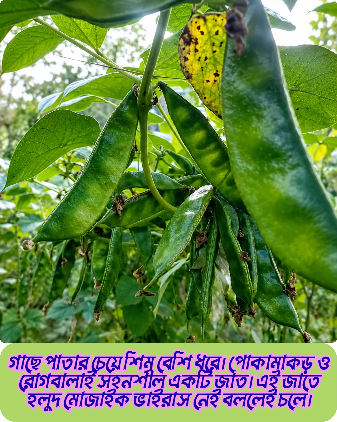 ১০০% অরিজিনাল হাইব্রিড কেরেলা শিম বীজের ২০ গ্রামের ইন্টেক প্যাকেট । ( শোধন করা আনুমানিক ৩০ থেকে ৩৫ পিস বীজ, ১ শতাংশ জমিতে চাষযোগ্য ) + গাইডলাইন - Image 2