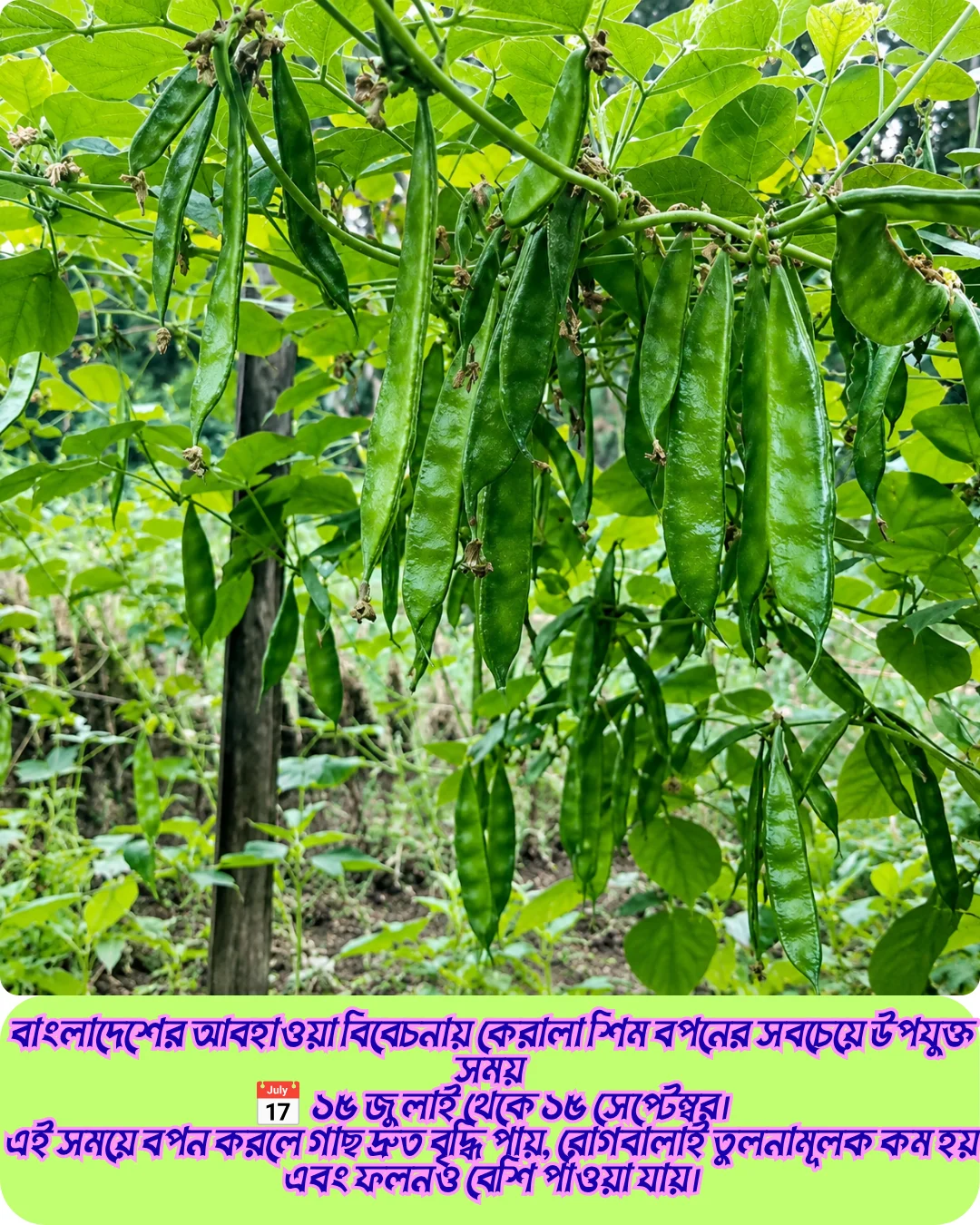 ১০০% অরিজিনাল হাইব্রিড কেরেলা শিম বীজের ২০ গ্রামের ইন্টেক প্যাকেট । ( শোধন করা আনুমানিক ৩০ থেকে ৩৫ পিস বীজ, ১ শতাংশ জমিতে চাষযোগ্য ) + গাইডলাইন - Image 3