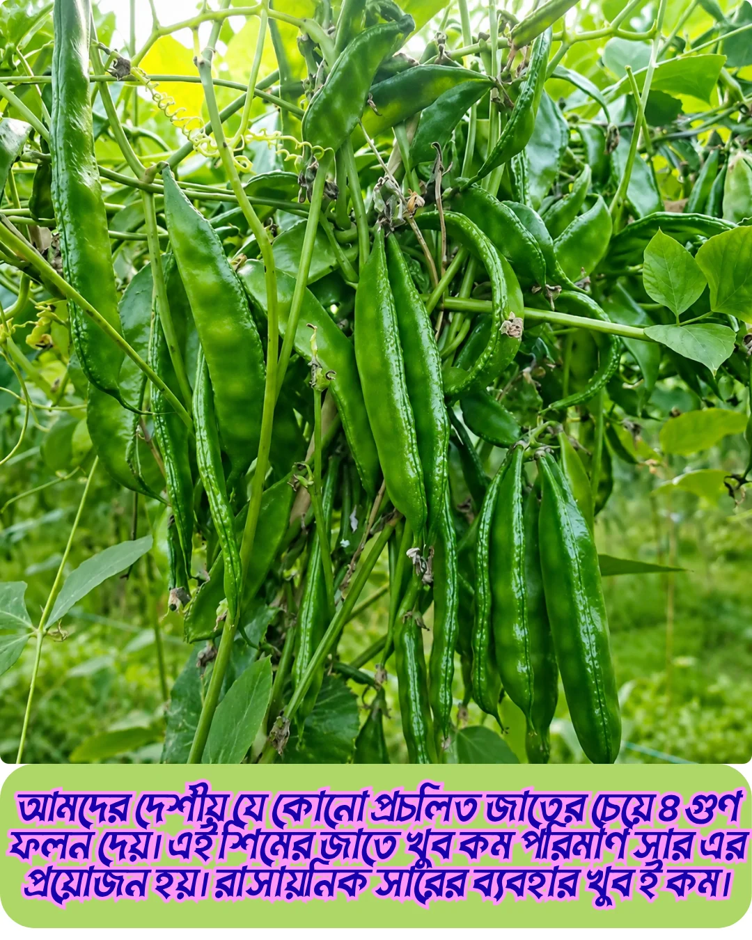 ১০০% অরিজিনাল হাইব্রিড কেরেলা শিম বীজের ২০ গ্রামের ইন্টেক প্যাকেট । ( শোধন করা আনুমানিক ৩০ থেকে ৩৫ পিস বীজ, ১ শতাংশ জমিতে চাষযোগ্য ) + গাইডলাইন - Image 4