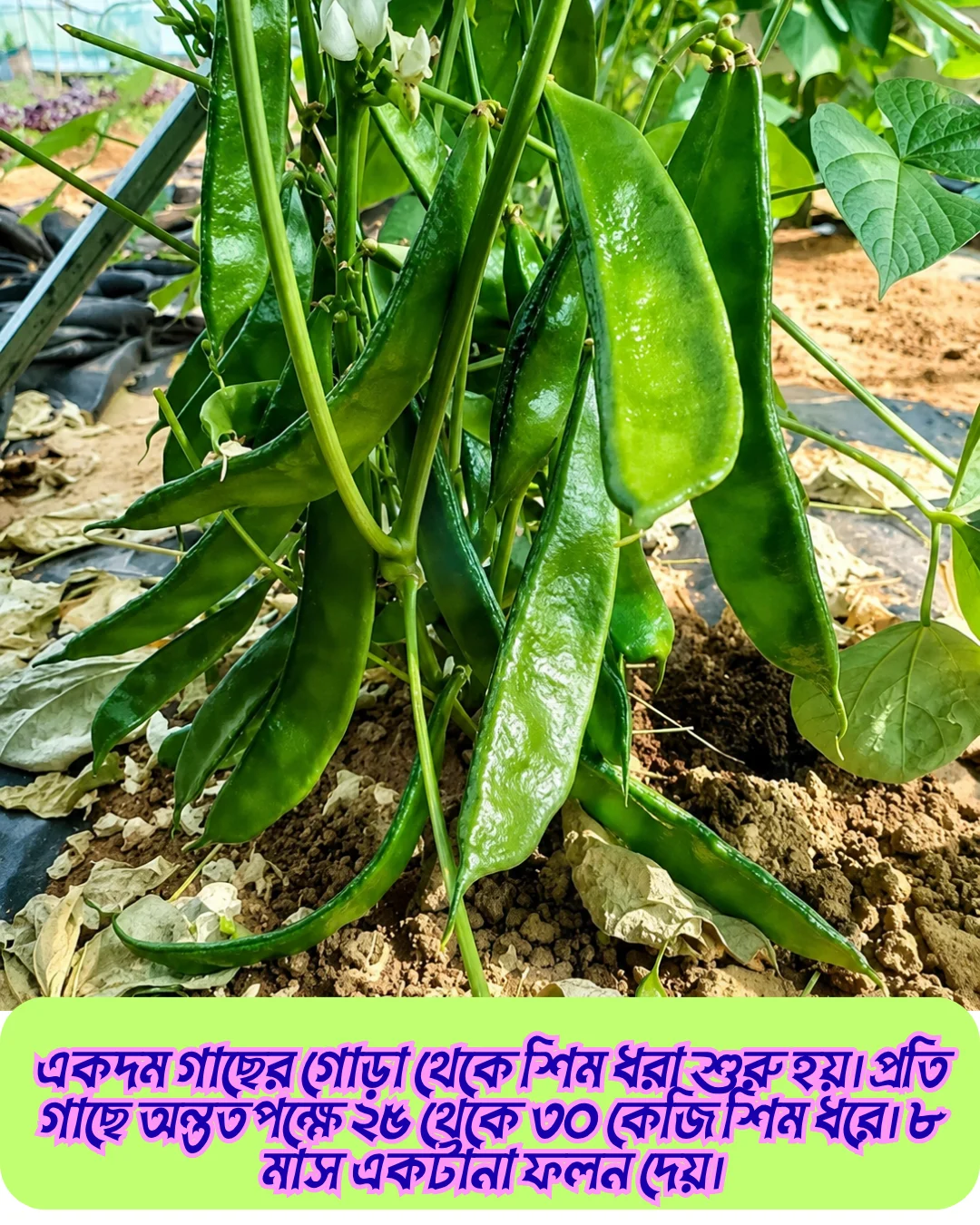 ১০০% অরিজিনাল হাইব্রিড কেরেলা শিম বীজের ২০ গ্রামের ইন্টেক প্যাকেট । ( শোধন করা আনুমানিক ৩০ থেকে ৩৫ পিস বীজ, ১ শতাংশ জমিতে চাষযোগ্য ) + গাইডলাইন - Image 5