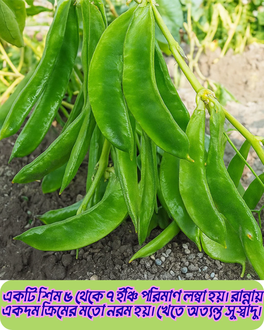 ১০০% অরিজিনাল হাইব্রিড কেরেলা শিম বীজের ২০ গ্রামের ইন্টেক প্যাকেট । ( শোধন করা আনুমানিক ৩০ থেকে ৩৫ পিস বীজ, ১ শতাংশ জমিতে চাষযোগ্য ) + গাইডলাইন - Image 7